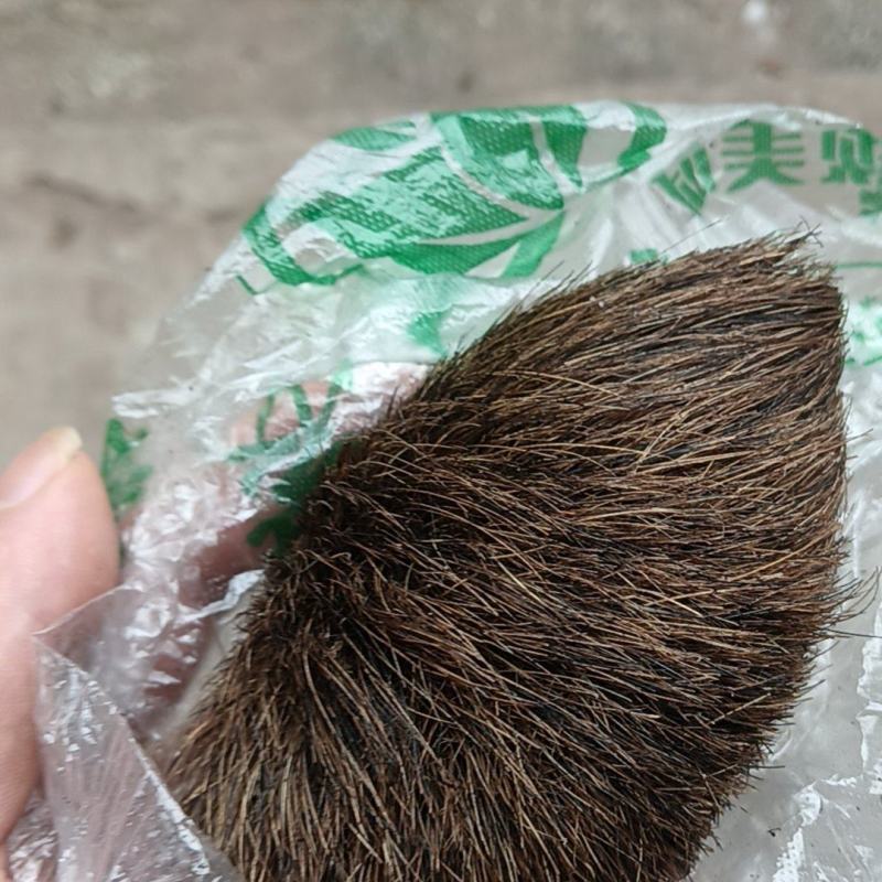 谁收藏猪宝