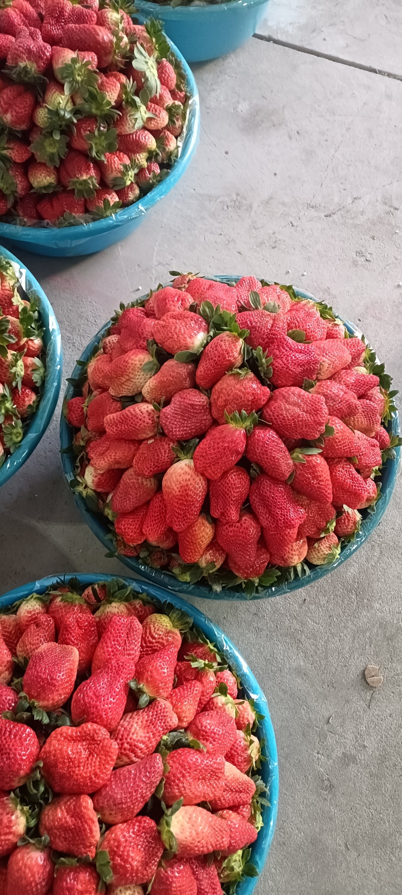 草莓新鲜水果
