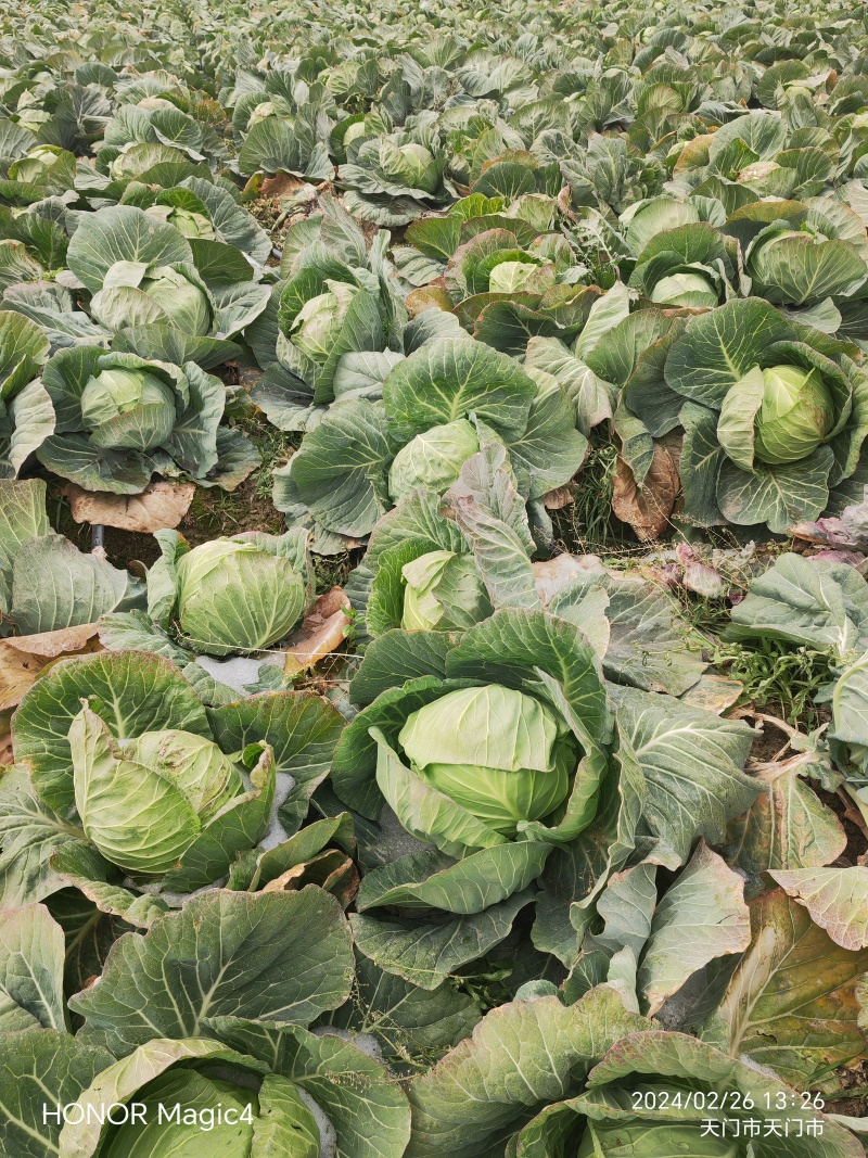 湖北甘蓝圆包菜基地直发货源充足量大从优欢迎来电