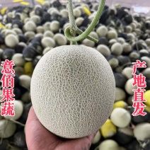 网纹瓜鲁厚甜牛三玫陇库拉万亩基地质高价低专业供应批发