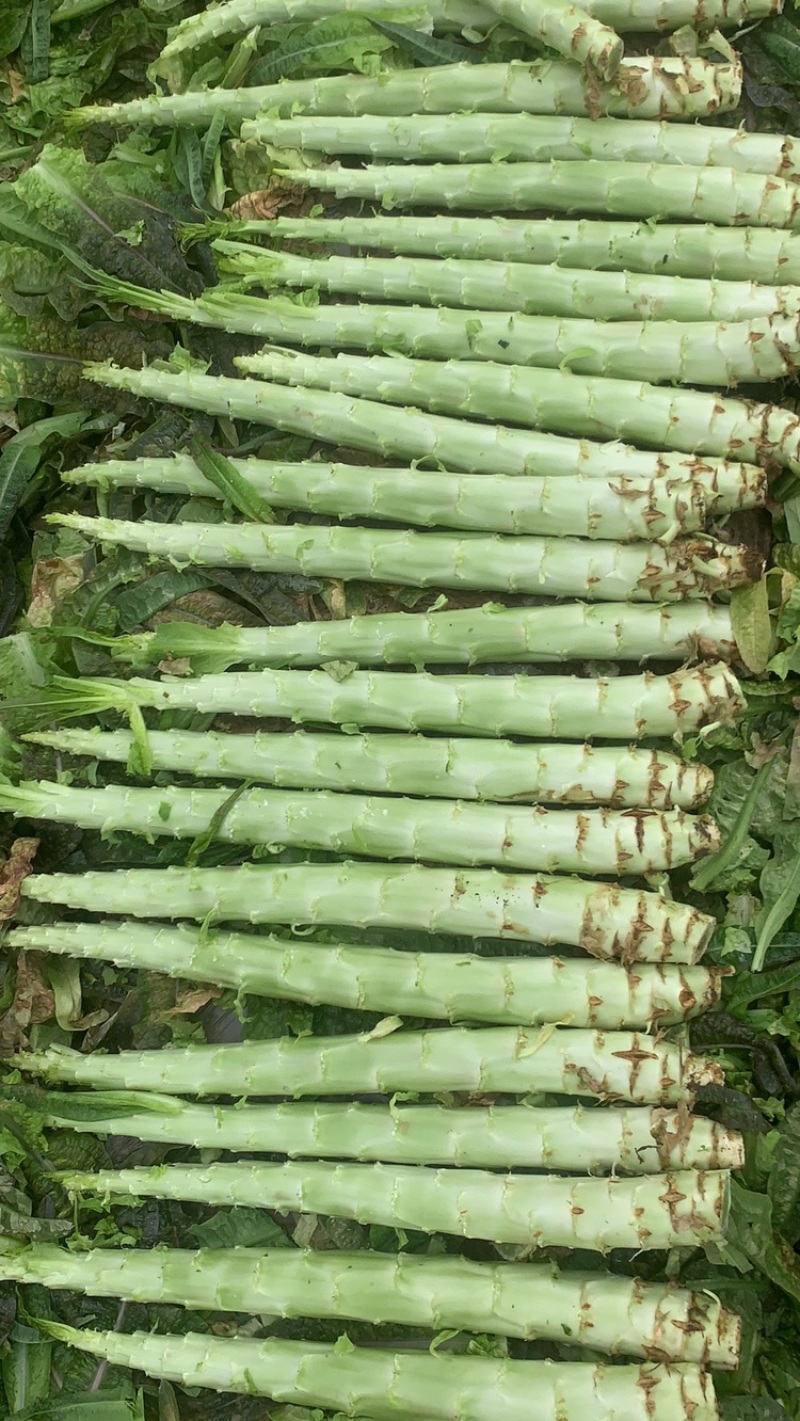 精品光头强，主打精品，产地一手货源，支持产地考察……