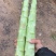 精品光头强，主打精品，产地一手货源，支持产地考察……