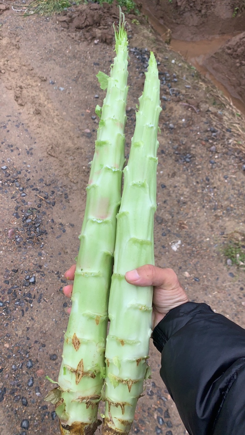 精品光头强，主打精品，产地一手货源，支持产地考察……