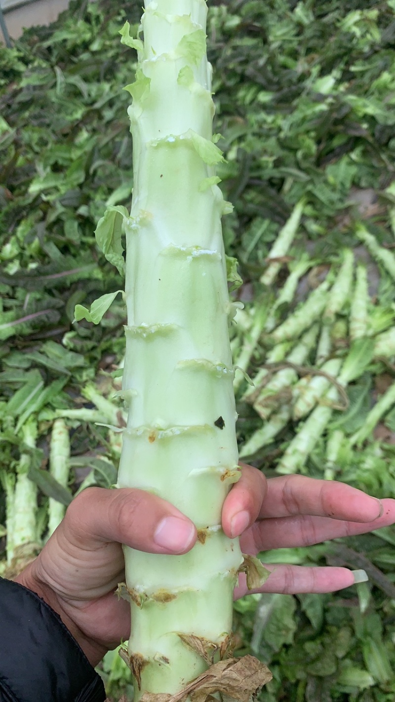 精品光头强，主打精品，产地一手货源，支持产地考察……