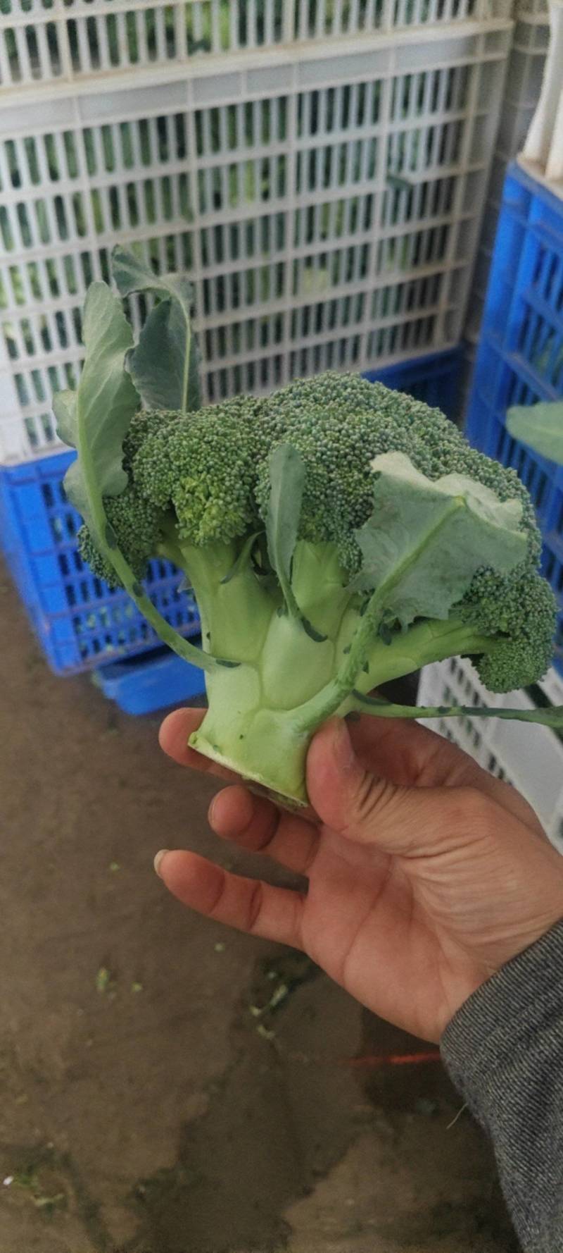 西蓝花
