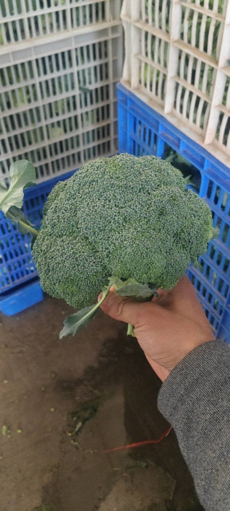 西蓝花