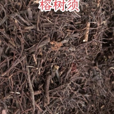 榕树须1公斤倒吊成根倒生树倒生木不死树细叶榕