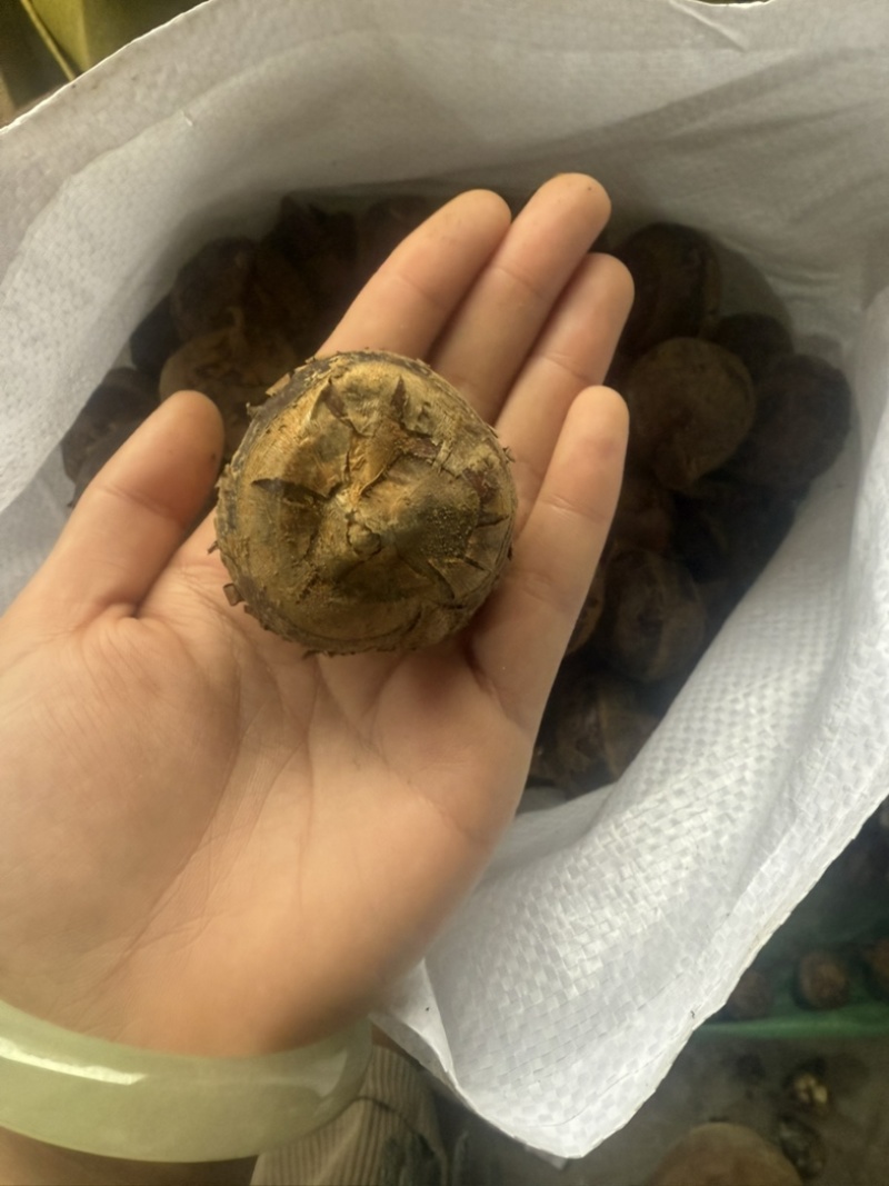 广西荔浦马蹄中小脆甜多汁超市批发档口详谈