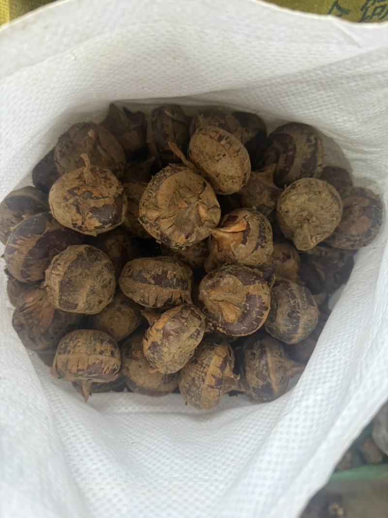 广西荔浦马蹄中小脆甜多汁超市批发档口详谈