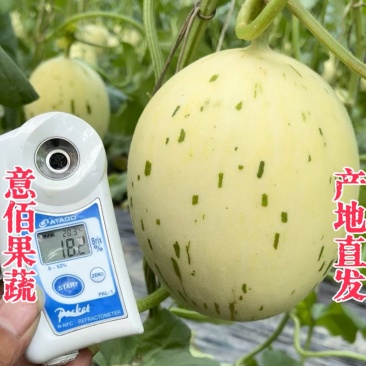 流星蜜露梦露月露甜瓜万亩基地专业代收高质量对接市场档口