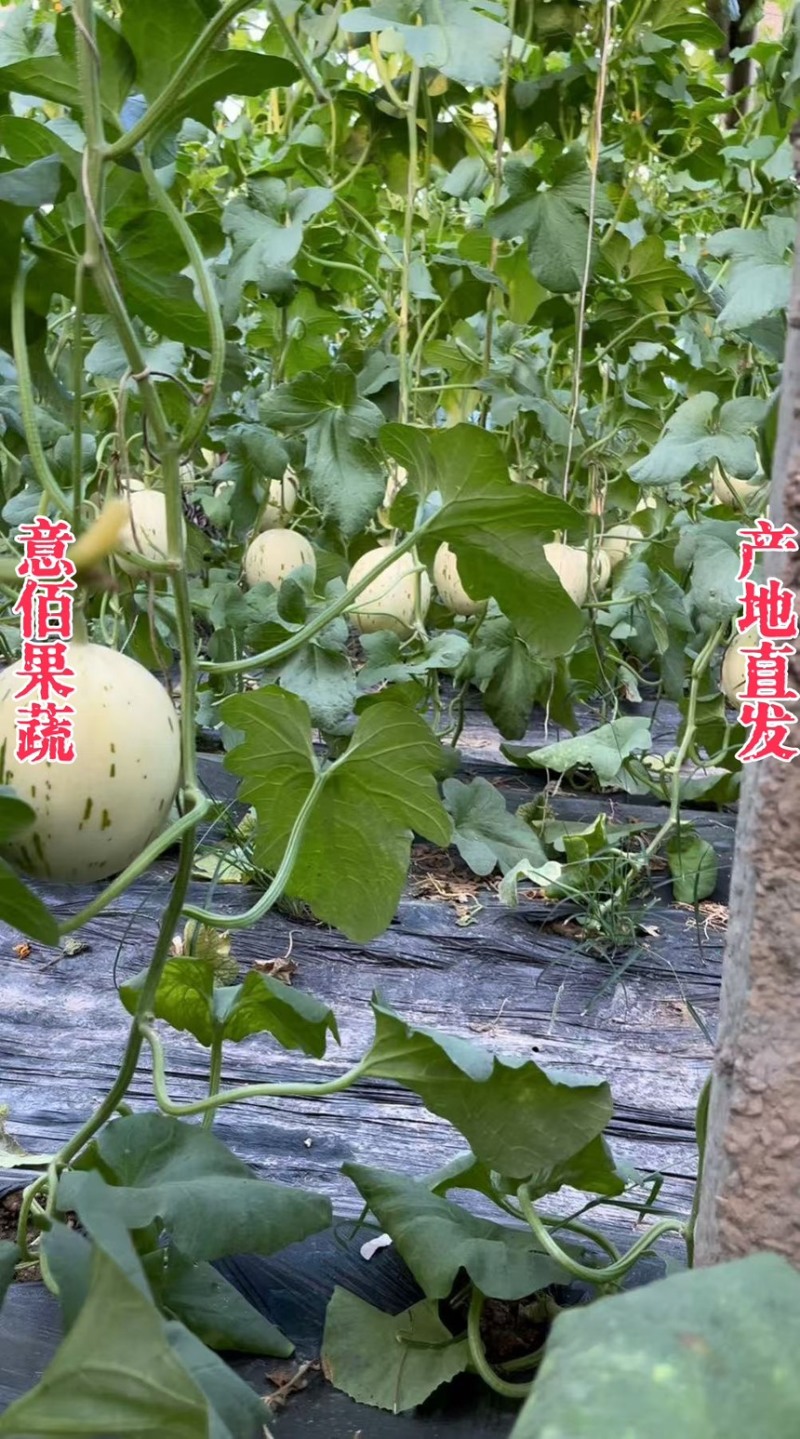 流星蜜露梦露月露甜瓜万亩基地专业代收高质量对接市场档口
