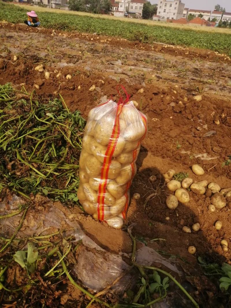 精品土豆基地大量上市，对接各大商超，对接全国各地批发市场