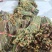 广西贵州深山野生蕨菜