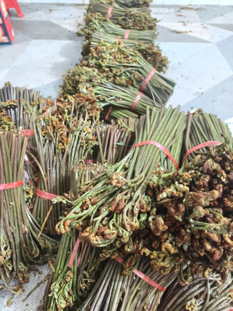 广西贵州深山野生蕨菜