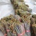 广西贵州深山野生蕨菜