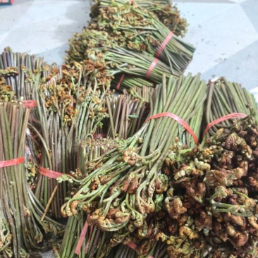 广西贵州深山新鲜野生蕨菜，价格便宜，质量上乘。