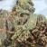广西贵州深山新鲜野生蕨菜，价格便宜，质量上乘。
