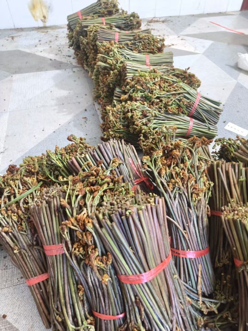 广西贵州深山新鲜野生蕨菜，价格便宜，质量上乘。