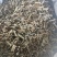 中药材鼠尾草1公斤新货中草药农家采摘鼠尾草坑苏紫花丹