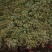 广西贵州深山新鲜野生蕨菜，价格便宜，质量上乘。