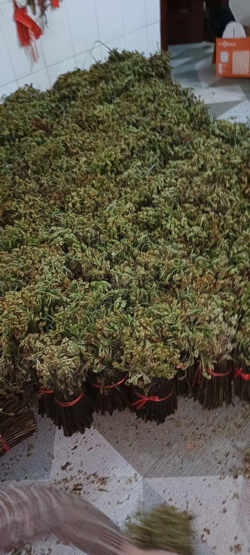 广西贵州深山新鲜野生蕨菜，价格便宜，质量上乘。