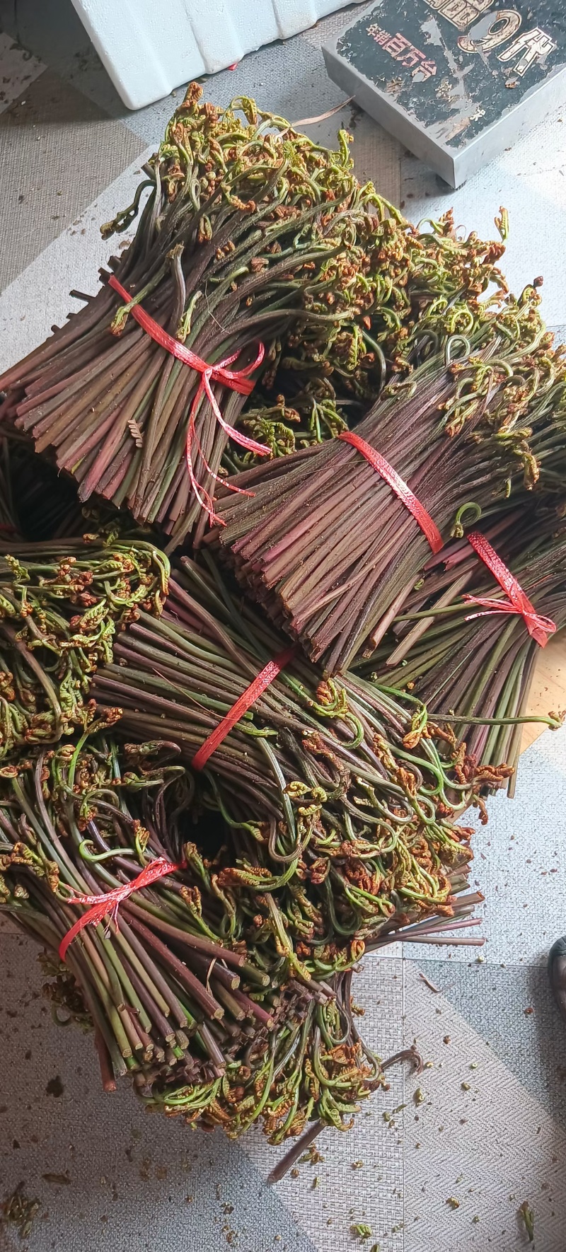 广西贵州深山新鲜野生蕨菜，价格便宜，质量上乘。