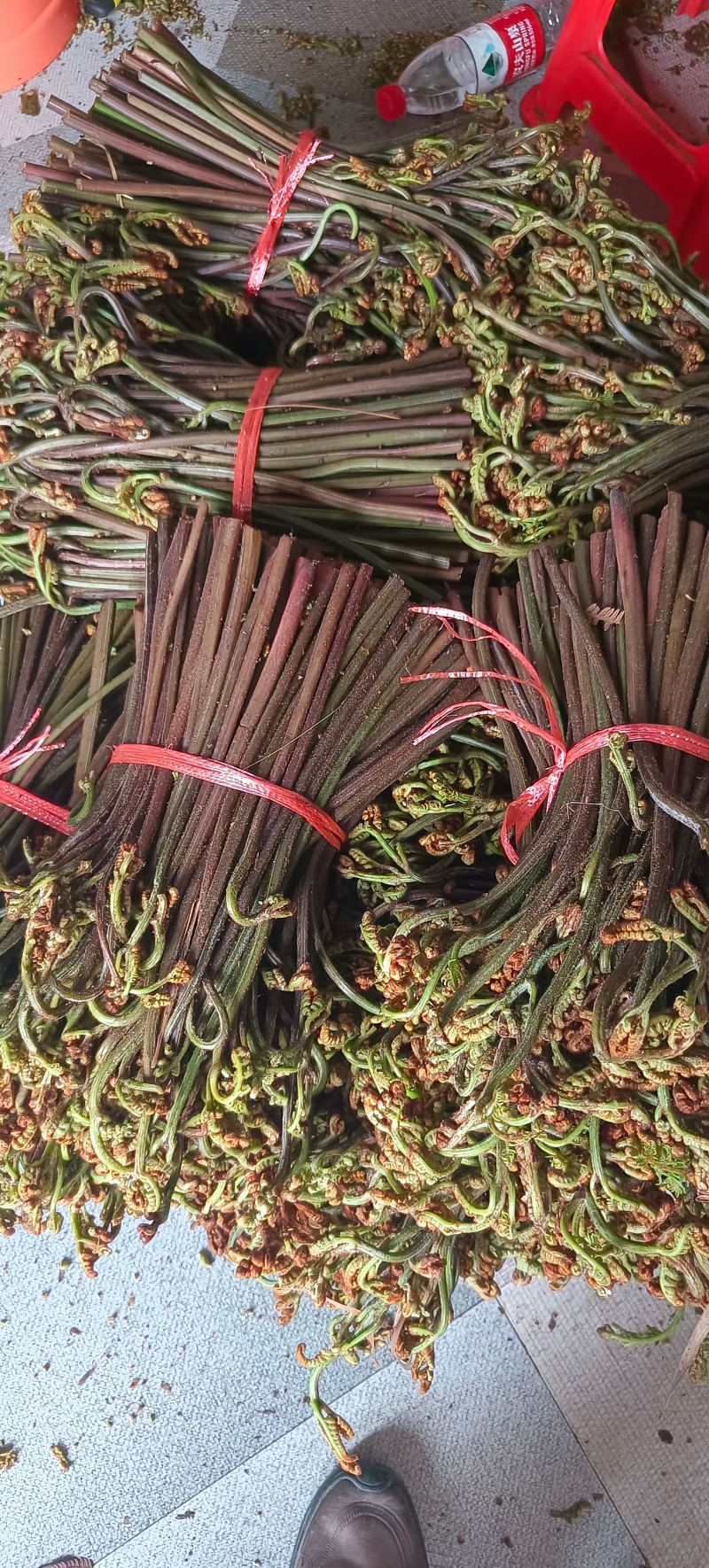 广西贵州深山新鲜野生蕨菜，价格便宜，质量上乘。