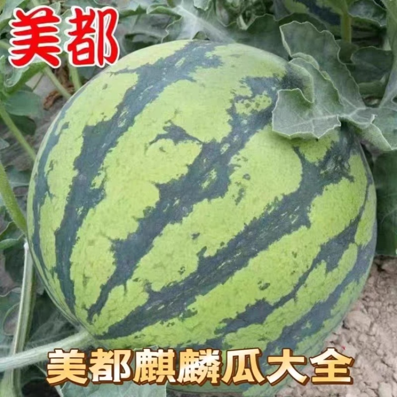 云南美都西瓜/麒麟西瓜/货源充足/诚信经营，欢迎客商来电