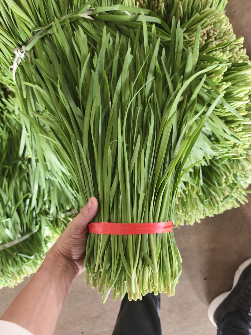 徐闻大叶韭菜市场北京沈阳郑州香河工厂头刀二刀三刀