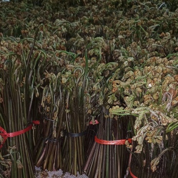 贵州野生蕨菜，价格便宜，现采现发，保证新鲜。