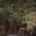 贵州野生蕨菜，价格便宜，现采现发，保证新鲜。