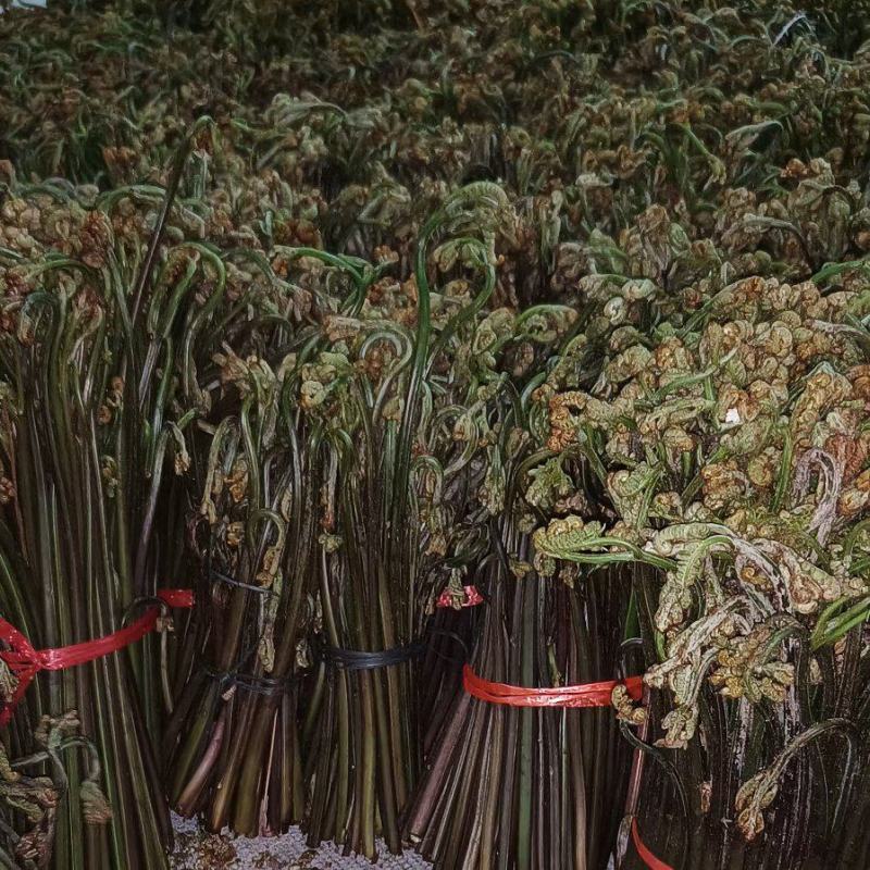 贵州野生蕨菜，价格便宜，现采现发，保证新鲜。