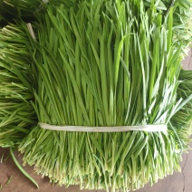 徐闻大叶韭菜市场北京沈阳郑州香河工厂头刀二刀三刀