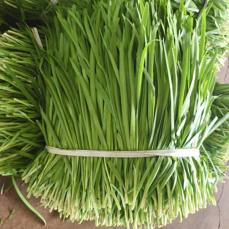 徐闻大叶韭菜市场北京沈阳郑州香河工厂头刀二刀三刀