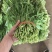 徐闻大叶韭菜市场北京沈阳郑州香河工厂头刀二刀三刀