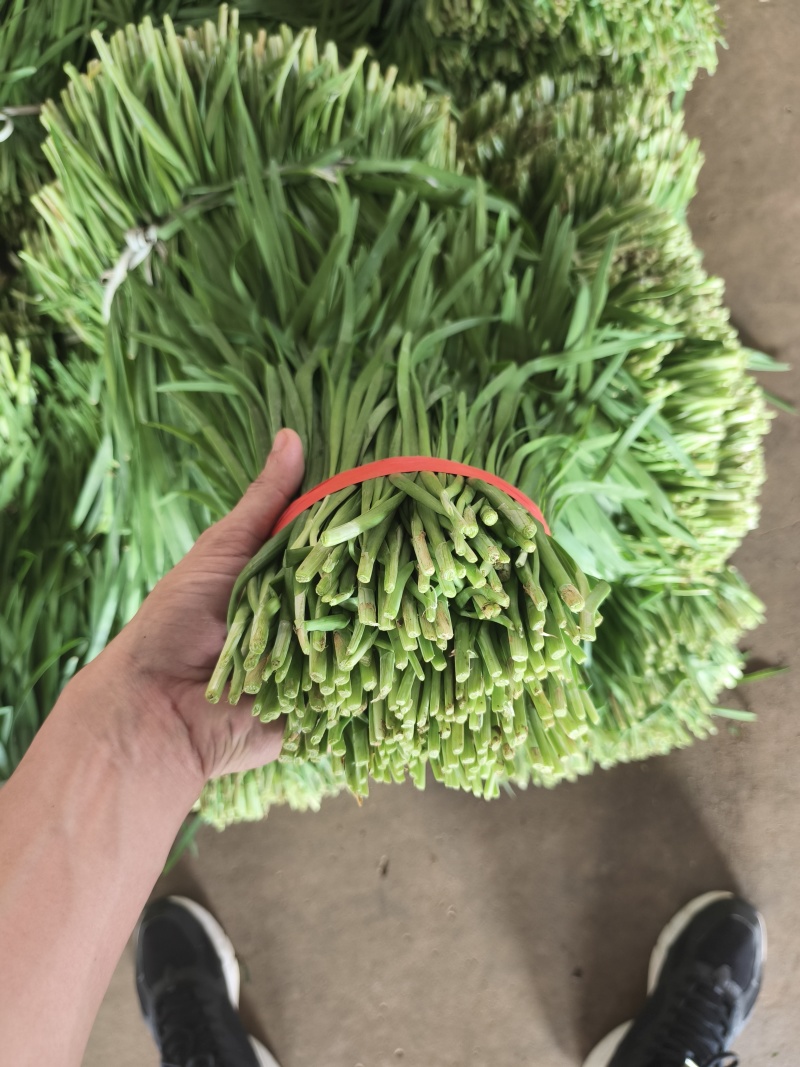 徐闻大叶韭菜市场北京沈阳郑州香河工厂头刀二刀三刀