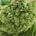 徐闻大叶韭菜市场北京沈阳郑州香河工厂头刀二刀三刀