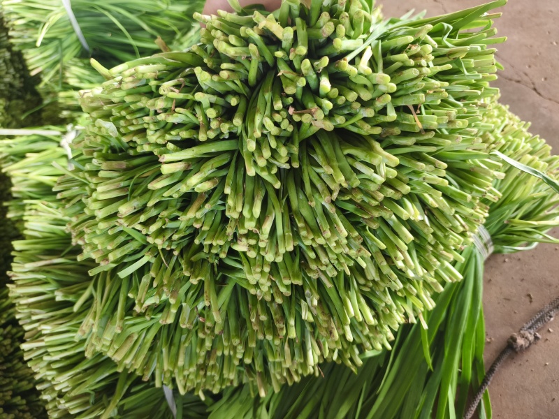 徐闻大叶韭菜市场北京沈阳郑州香河工厂头刀二刀三刀