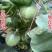 绿宝石甜瓜颜色纯正瓜香浓郁应季水果一手货源对接电商市场