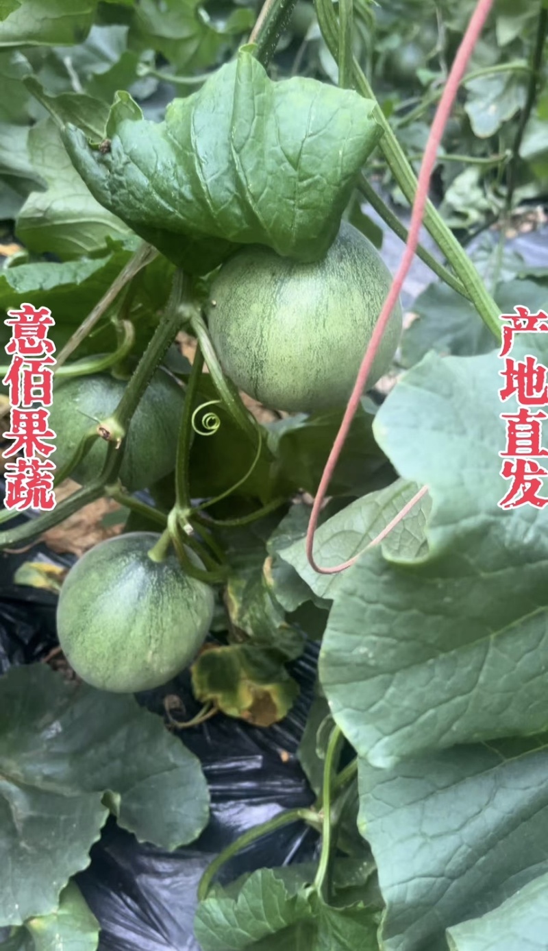 绿宝石甜瓜颜色纯正瓜香浓郁应季水果一手货源对接电商市场