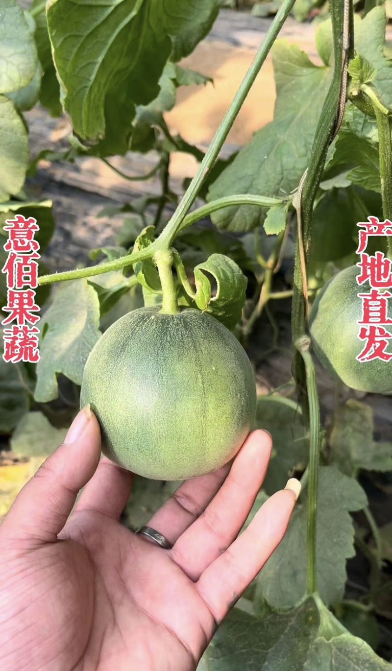 绿宝石甜瓜颜色纯正瓜香浓郁应季水果一手货源对接电商市场