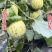 花美人花蕾花蜜罐甜瓜包熟包甜大量供应热卖批发对接市场商超