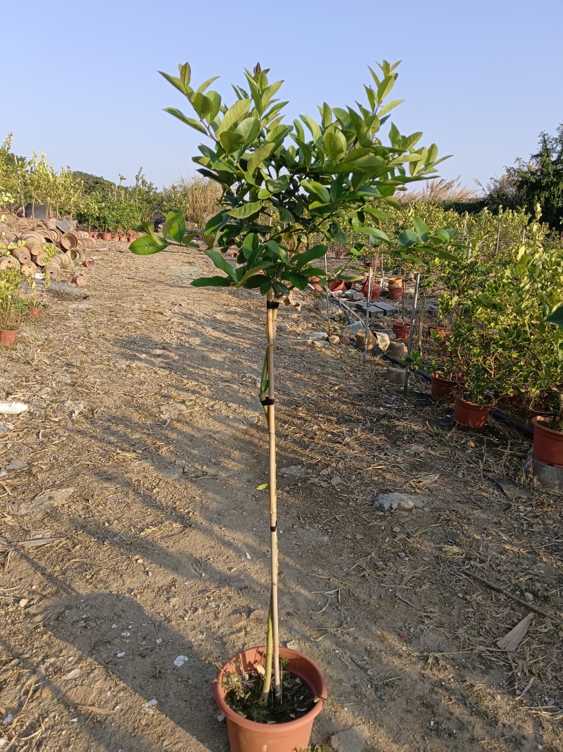 广东无籽香水柠檬苗棒棒糖高杆柠檬树盆栽，基地直供