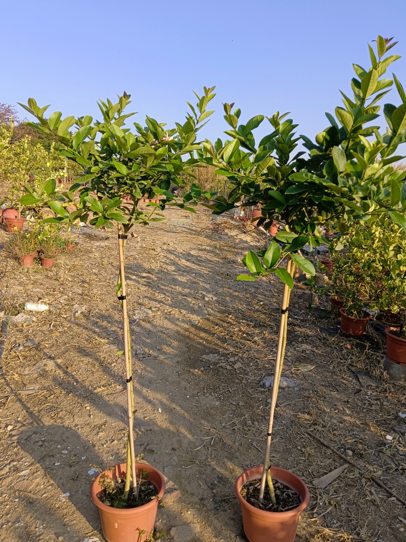 广东无籽香水柠檬苗棒棒糖高杆柠檬树盆栽，基地直供