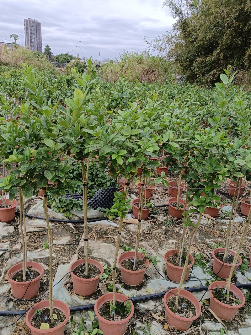 广东无籽香水柠檬苗棒棒糖高杆柠檬树盆栽，基地直供