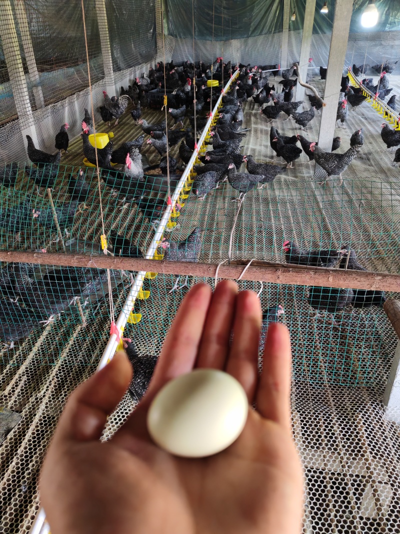 脱温大红公鸡脱温麻羽鸡芦花鸡下蛋多质量好