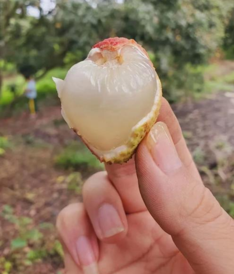 三月红荔枝苗，嫁接苗，早熟荔枝品种