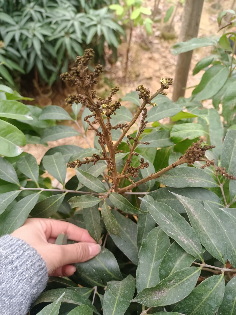 三月红荔枝苗，嫁接苗，早熟荔枝品种