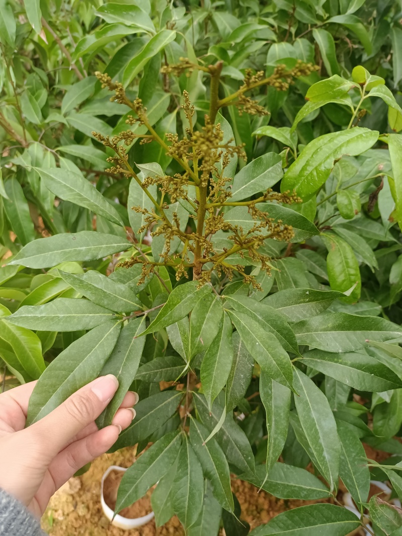 三月红荔枝苗，嫁接苗，早熟荔枝品种