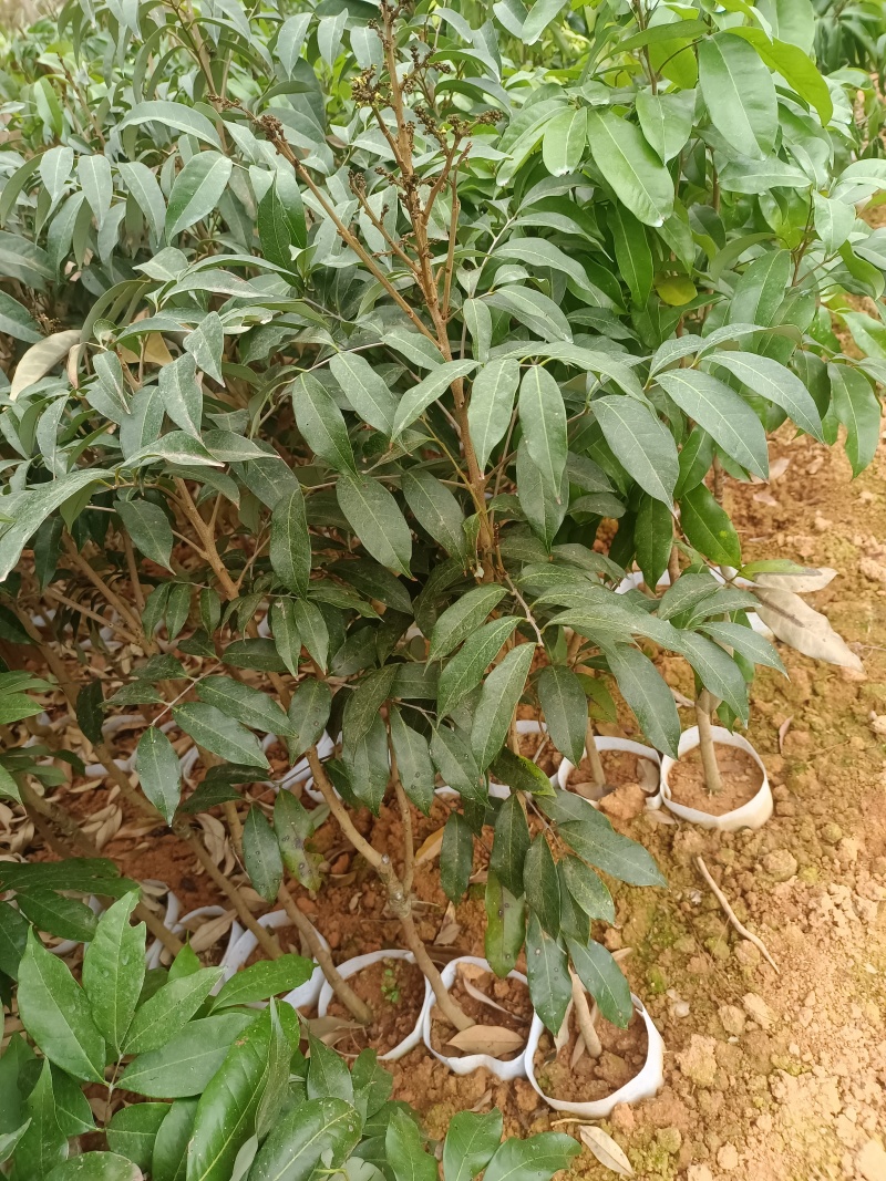 三月红荔枝苗，嫁接苗，早熟荔枝品种